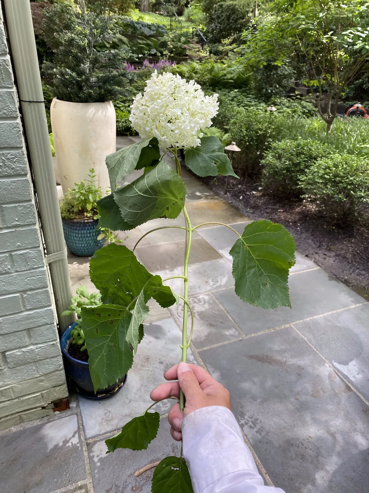 White hydrangea held by Green Leaves crew member in a lush Northern Virginia garden