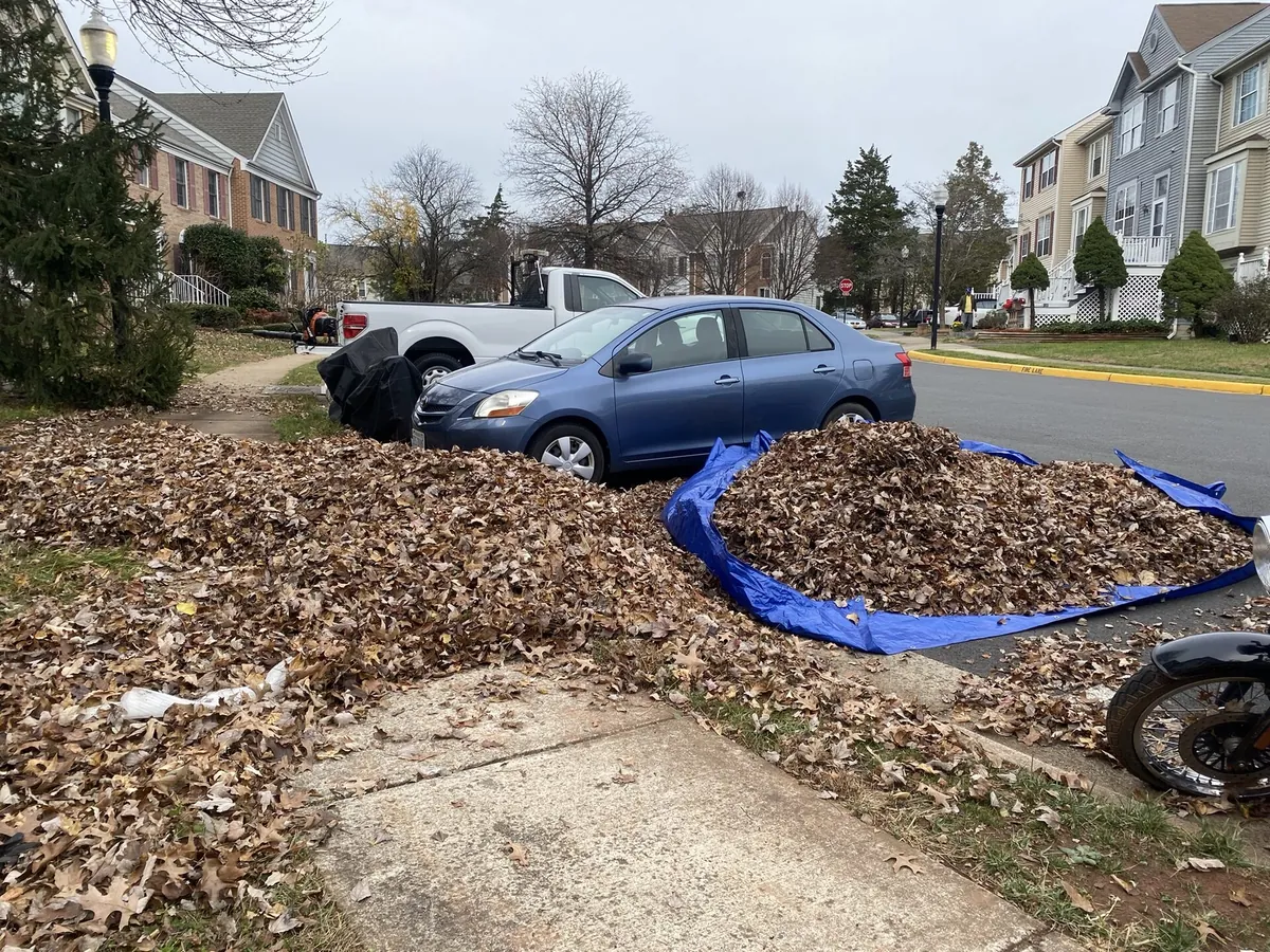 Professional leaf removal with massive leaf pile on tarp