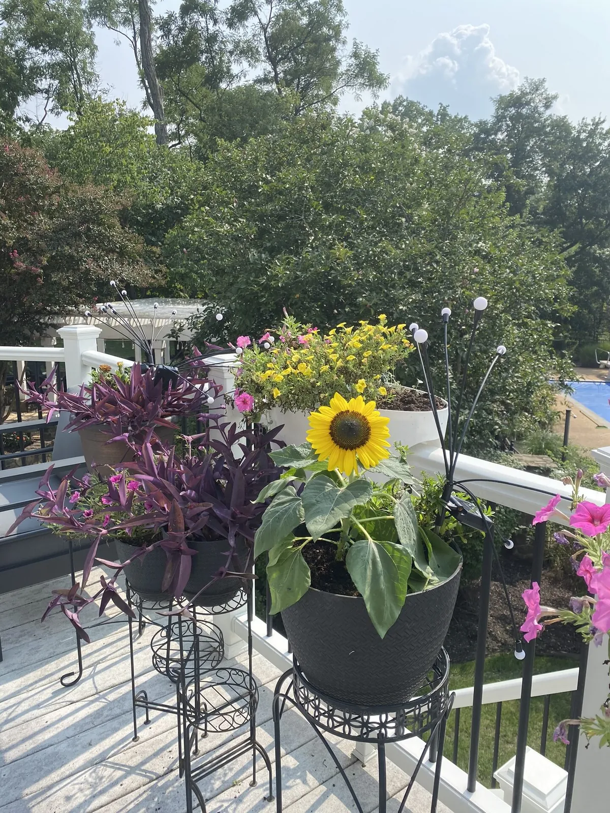Sunflowers, petunias, and ornamental plants on a landscaped deck